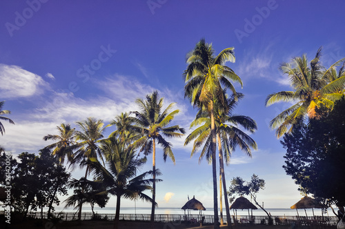 Coconut Trees on a Tropical Beach Resort - Donsol, Sorsogon, Philippines © jerdad