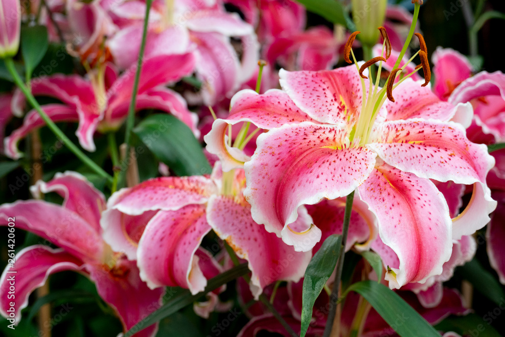Lily La Mancha Flowers with beautiful bouquets for giving to loved ones. Lily La Mancha Flowers with beautiful bouquets for giving to loved ones.