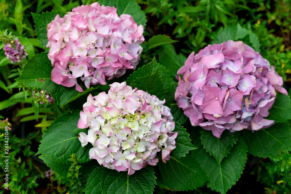 Hydrangea Bush flower pink color on tree. Hydrangea Bush flower pink color on tree.