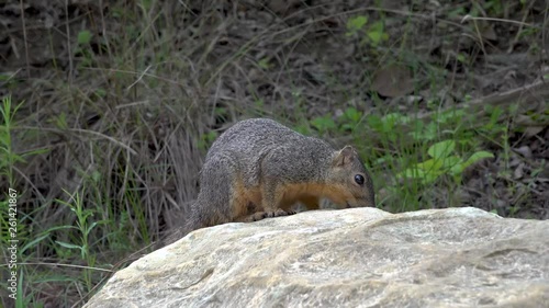 Squirrel on a big stone in a city park on a sunny spring day