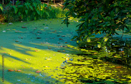 green duckweed over Water in the canal made barrier of oxygen cause dirty water