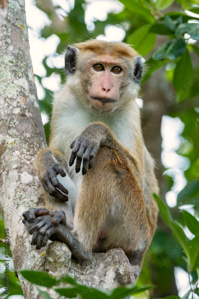 Fototapeta premium Toque Macaque (Macaca sinica), Yala National Park, Sri Lanka