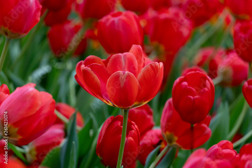 Nature of Red tulips flower represent a lot of love.