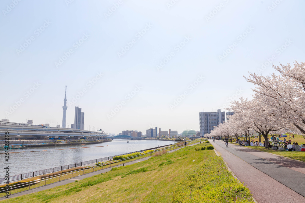 Obraz premium 桜と東京スカイツリー