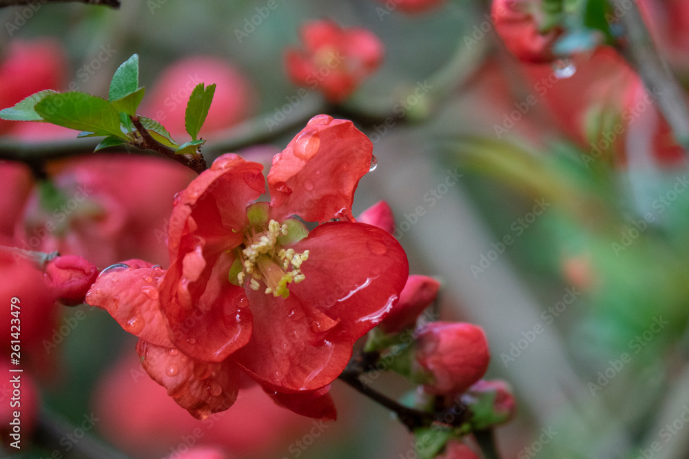 Red Flowering Quince with rain drop Red Flowering Quince with rain drop
