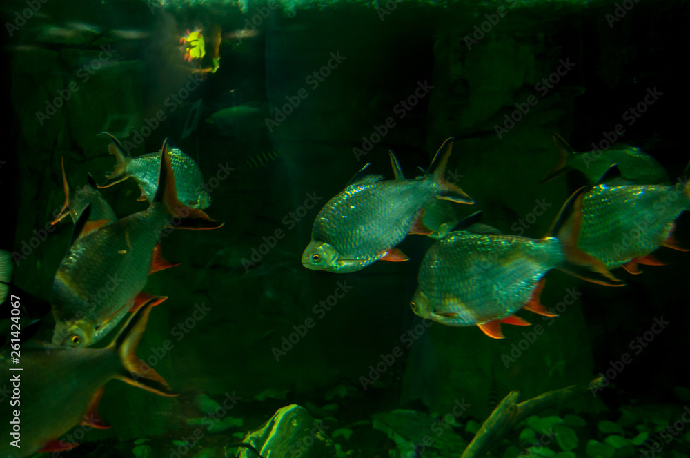 Fish Red-tailed barb (Barbonymus altus) in a large aquarium Fish Red-tailed barb (Barbonymus altus) in a large aquarium