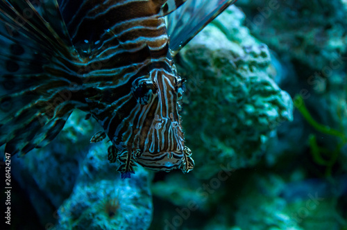 Striped fish or black zebra fish