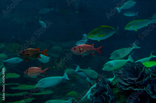 Colorful fish swim in a large aquarium