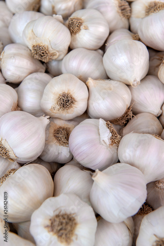 White garlic pile texture. Fresh garlic on market table closeup photo. Vitamin healthy food spice image. Spicy cooking ingredient picture. Pile of white garlic heads.