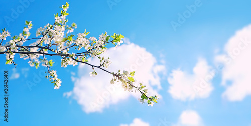beautiful gentle landscape with young flowering tree. cherry flower on outdoor  against blue sky. spring season background. banner  copy space
