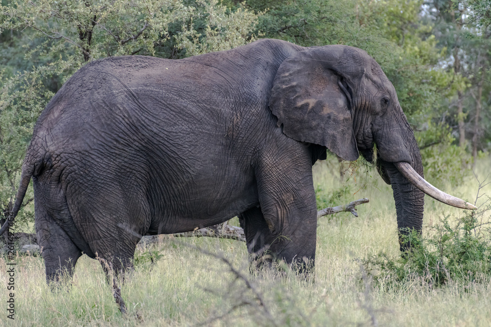 african elephant in the wilderness 