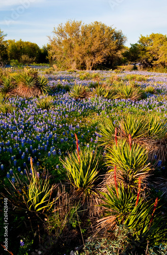 Bluebonnets And Yuccas