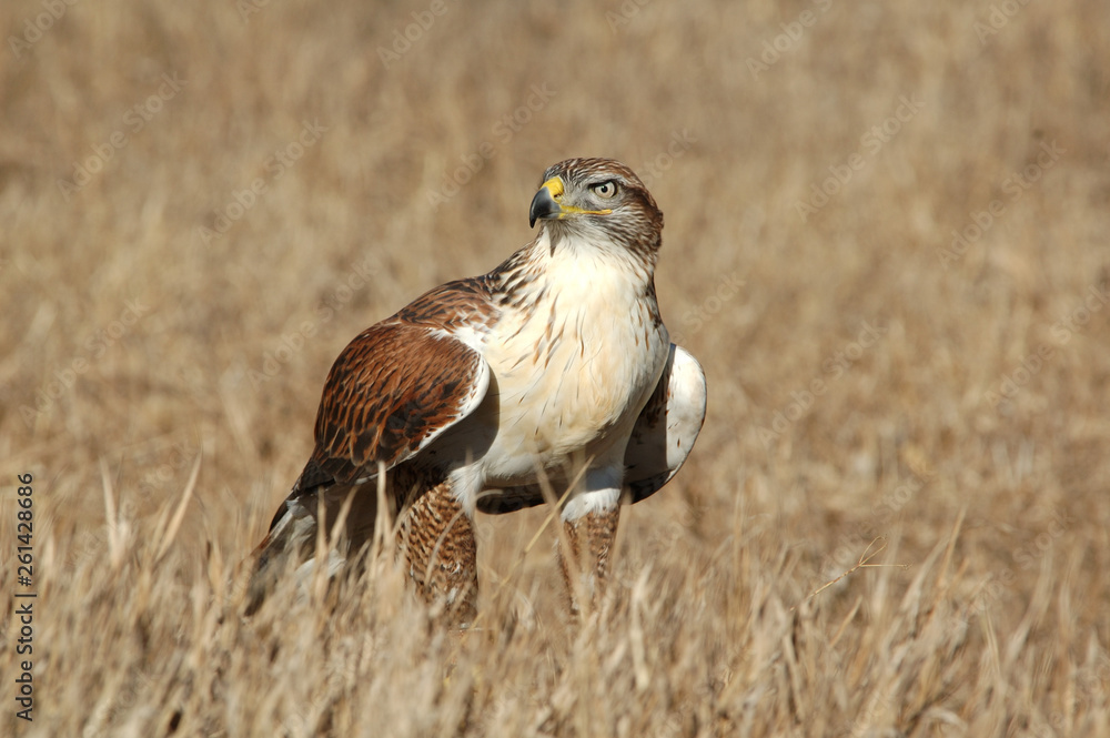 Obraz premium Ferruginous Hawk
