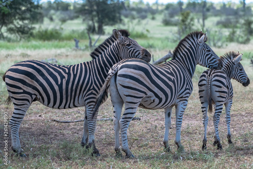 zebras in the wilderness