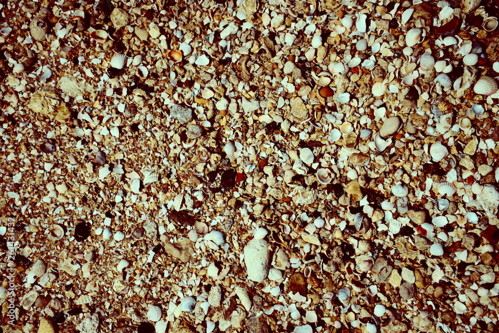 background texture sea sand with shells and small stones background texture sea sand with shells and small stones