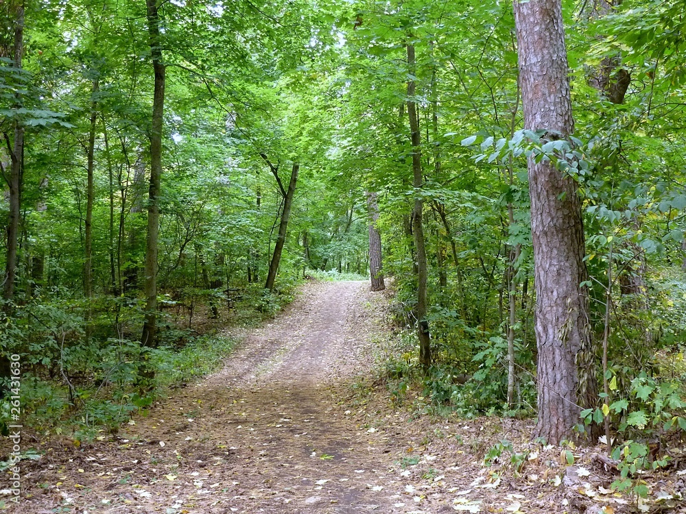 Fototapeta premium A shady path in a green urban forest
