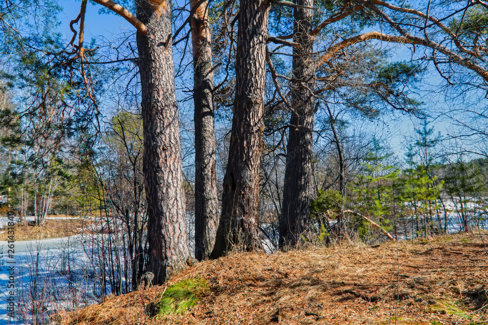 Obraz premium Spring forest landscape on a sunny day