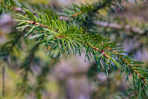 Spruce branches lit by sunlight on a blurred background. Close-up.