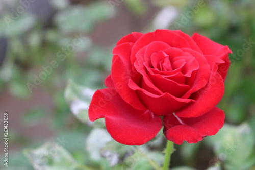 red rose
