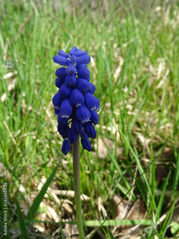 Traubenhyzinthe im Grün