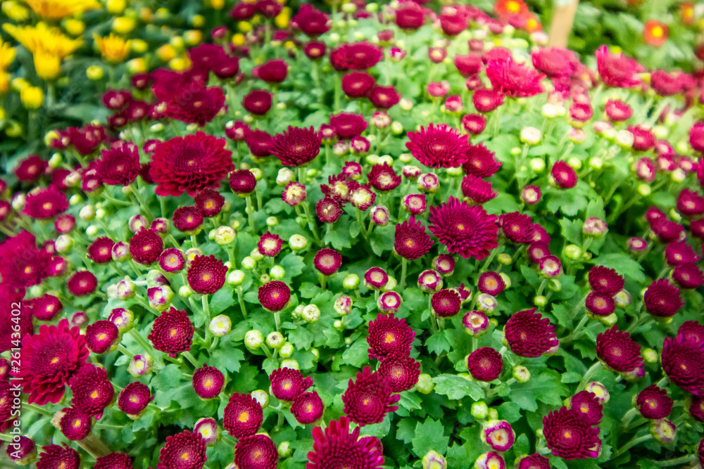 close up green leaves and colorful flower on sunshine day. close up green leaves and colorful flower on sunshine day.