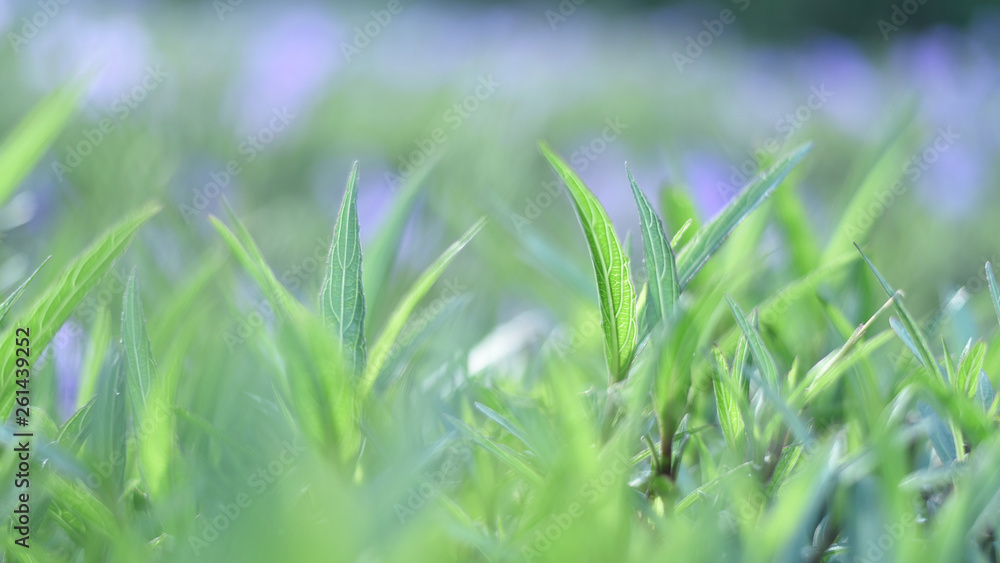 green grass with pastel color background green grass with pastel color background