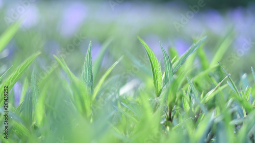 green grass with pastel color background