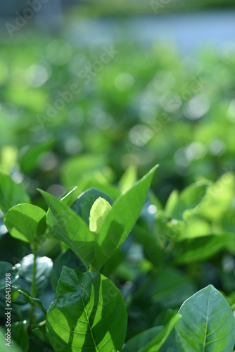 Green plant and green shrub with selective focusing and blured background in morning moment