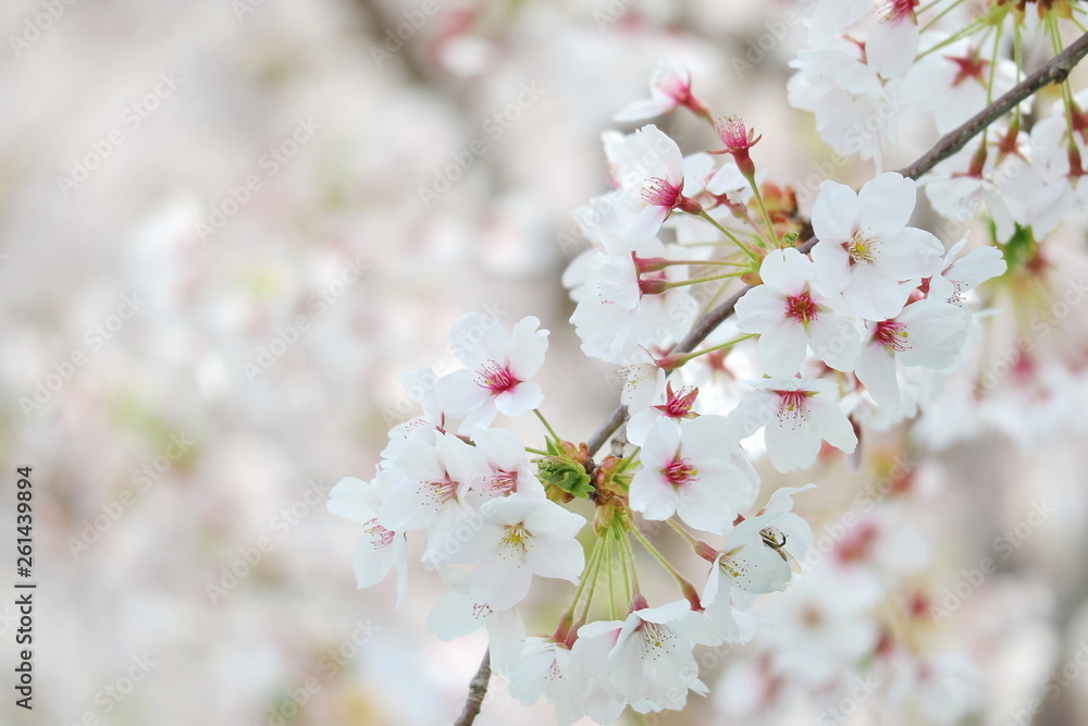 Closeup of cherry blossom festival in south korea, Flowers of spring season, Symbol of asia