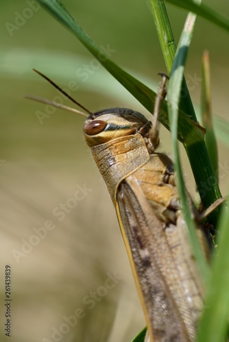 A grasshopper on a grass 