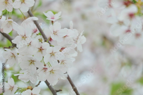 Closeup of cherry blossom festival in south korea, Flowers of spring season, Symbol of asia