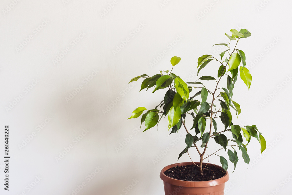 Potted ficus benjamin houseplant against a white wall. Styled Mockup for Text Potted ficus benjamin houseplant against a white wall. Styled Mockup for Text