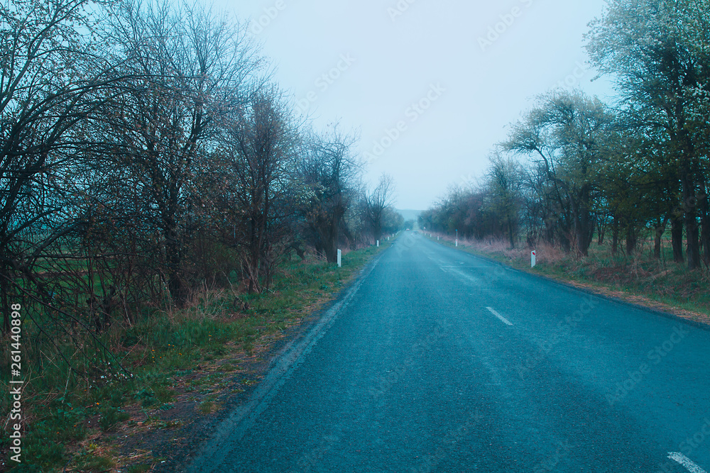 forest with road