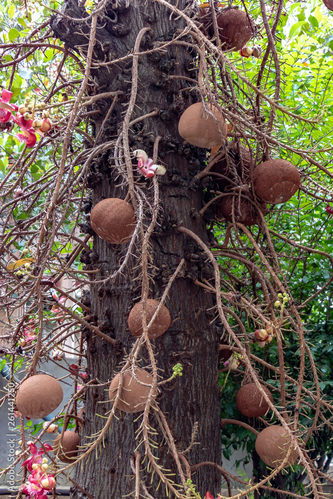 Tropical fruit known as cannon balls hanging on the tree Couroupita  guianensis. Cannonball Tree Fruit. Stock-Foto | Adobe Stock