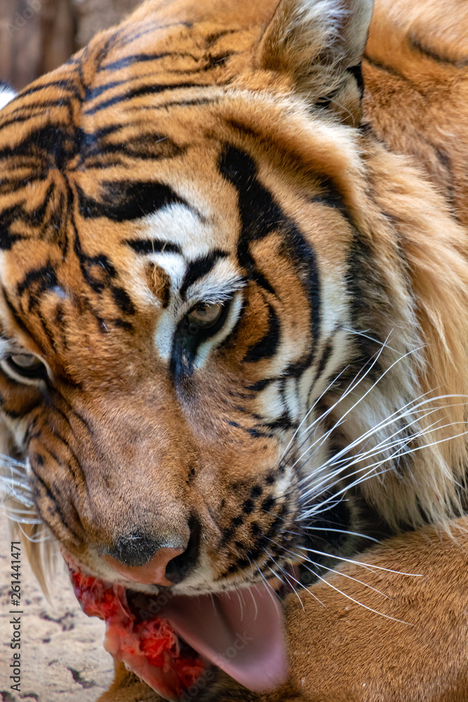Fototapeta premium Portrait of the Tiger malayan, tigris panthera jacksoni eat fresh blooding meat.