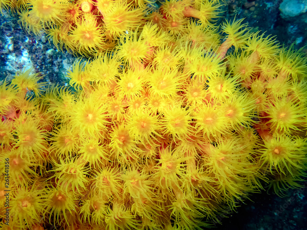Orange Cup Coral (Tubastraea coccinea) Orange Cup Coral (Tubastraea coccinea)