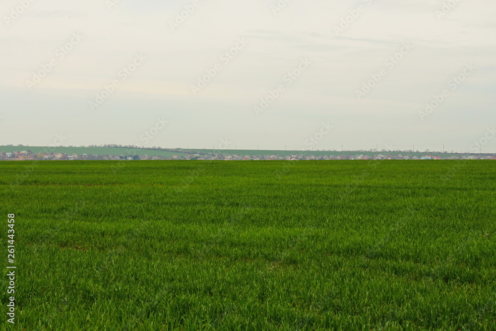 Fototapeta premium green field and blue sky
