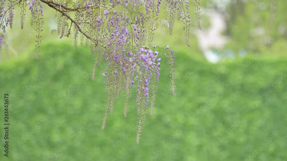 Spring flowers series, beautiful wisteria trellis waving in the wind
