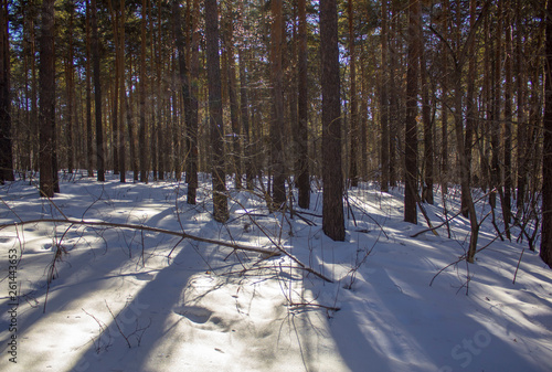 smooth tree trunks with shadows on white snow against a background of green coniferous forest in winter