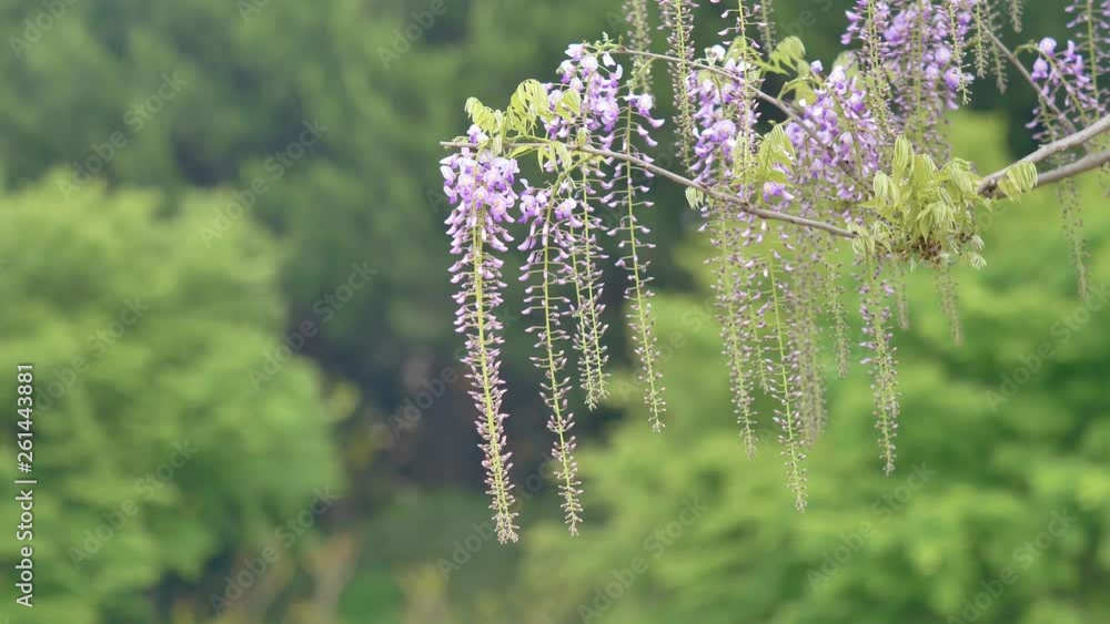 Spring flowers series, beautiful wisteria trellis waving in the wind
