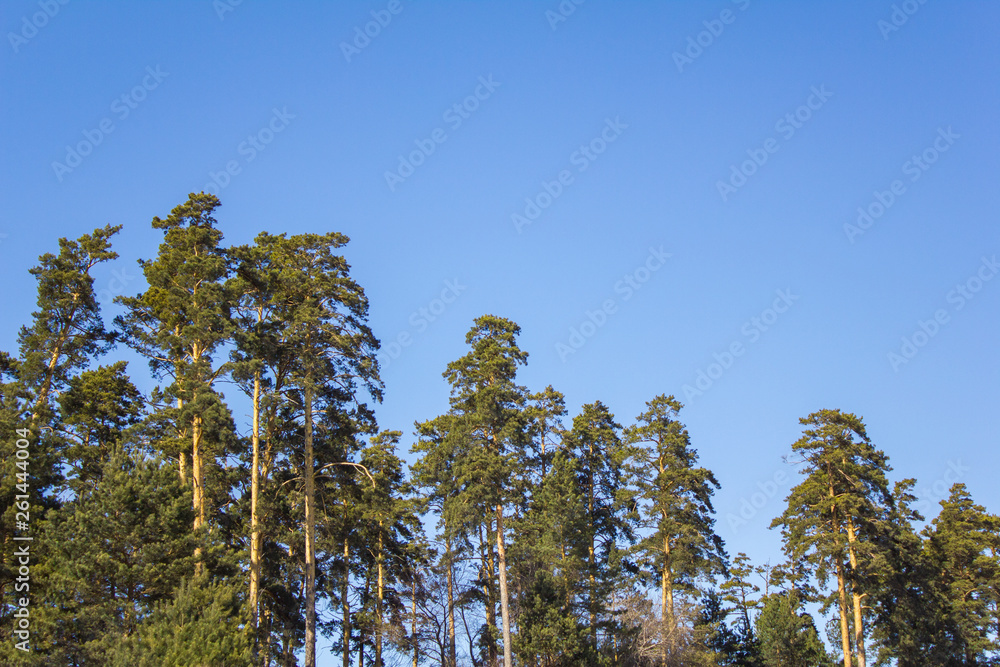 crowns of tall green coniferous trees against a clear blue sky crowns of tall green coniferous trees against a clear blue sky