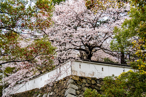 Wallpaper Mural Cherry blossoms at Kokura Castle Torontodigital.ca