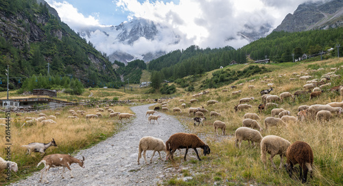 Flock of sheep graze in the mountain, on Alps. Concept of traditional activity in contrast with modern activity linked to mass tourism. We are on the ski slopes of Monte Rosa at Macugnaga, Italy