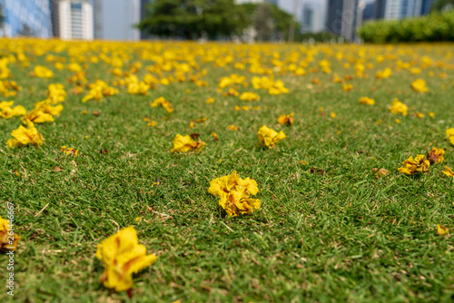 Yellow flowers scattered on the ground