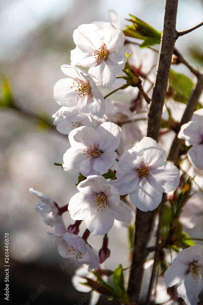 Cherry blossoms at Maizuru Park Cherry blossoms at Maizuru Park