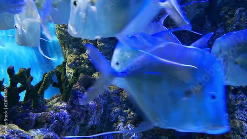 Underwater world, chromis viridis school of fish, hard coral reefs pectinia paeonia video. Corals and shoal of exotic fish on footage. Blue chromis species of damselfish swim near merulina ampliata photo