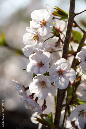 Cherry blossoms at Maizuru Park