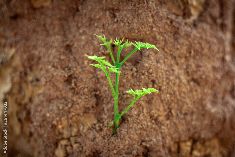 Green sprout growing out from soil Green sprout growing out from soil