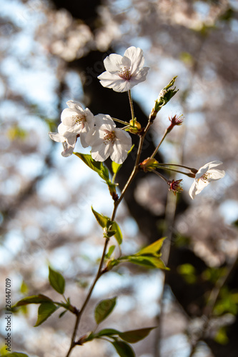 Cherry blossoms at Maizuru Park