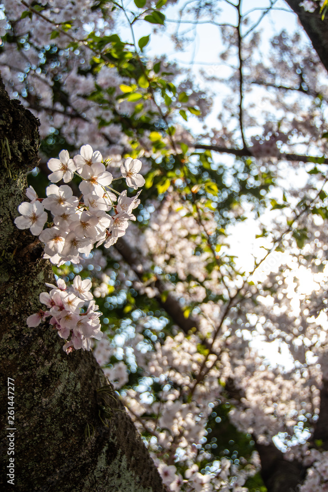 Cherry blossoms at Maizuru Park Cherry blossoms at Maizuru Park